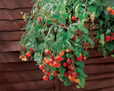 Tumbling Tom Red Tomato Seeds